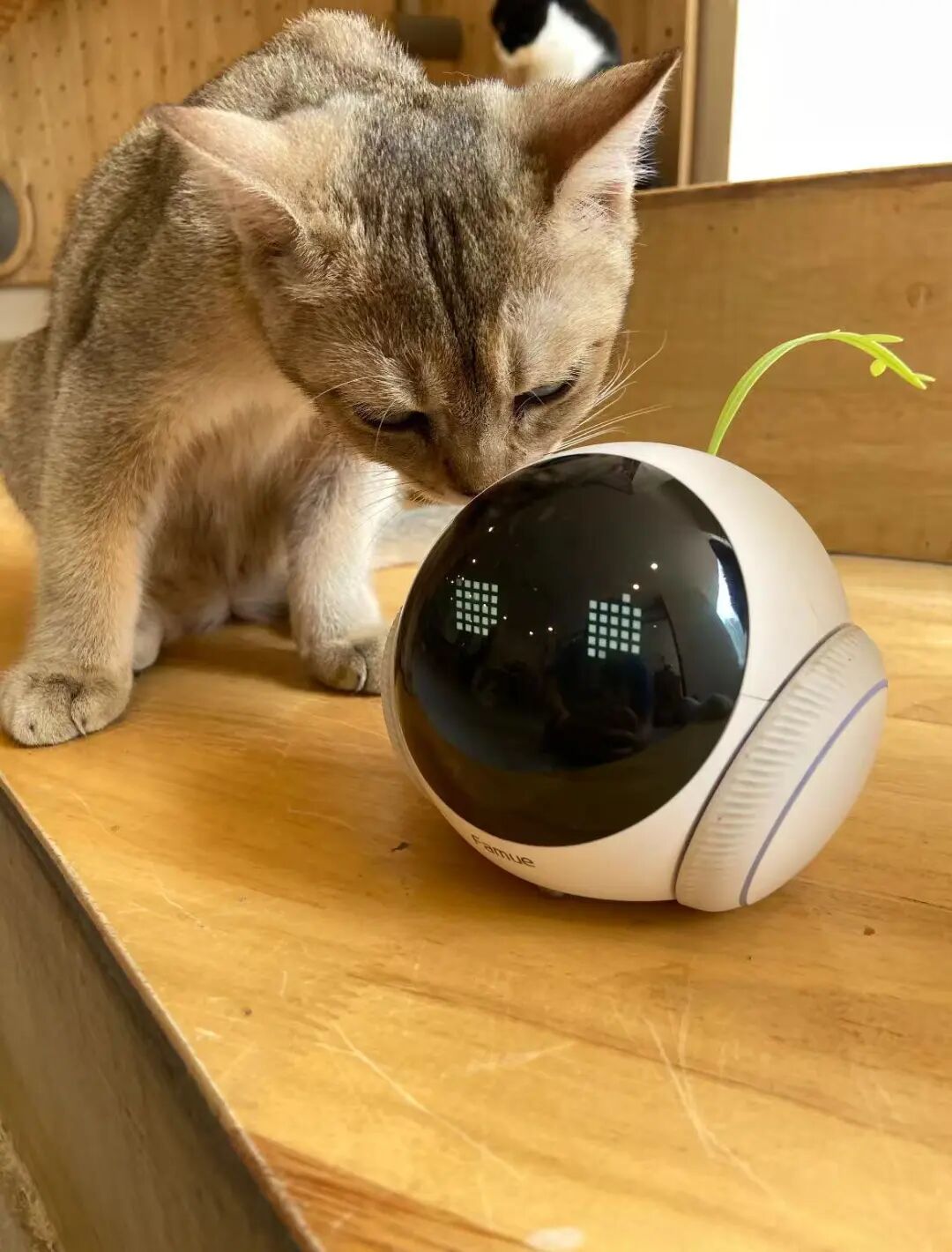 国庆留守在家的毛孩子