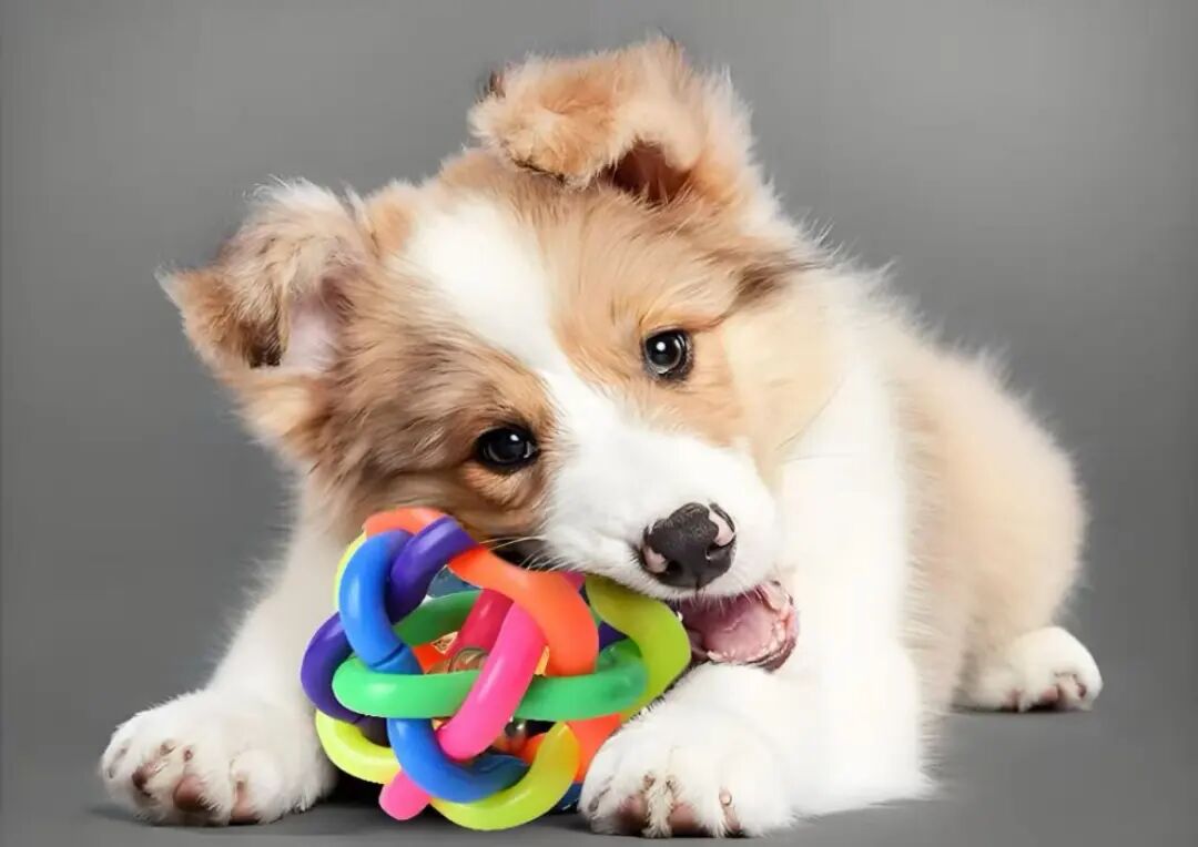 国庆留守在家的毛孩子