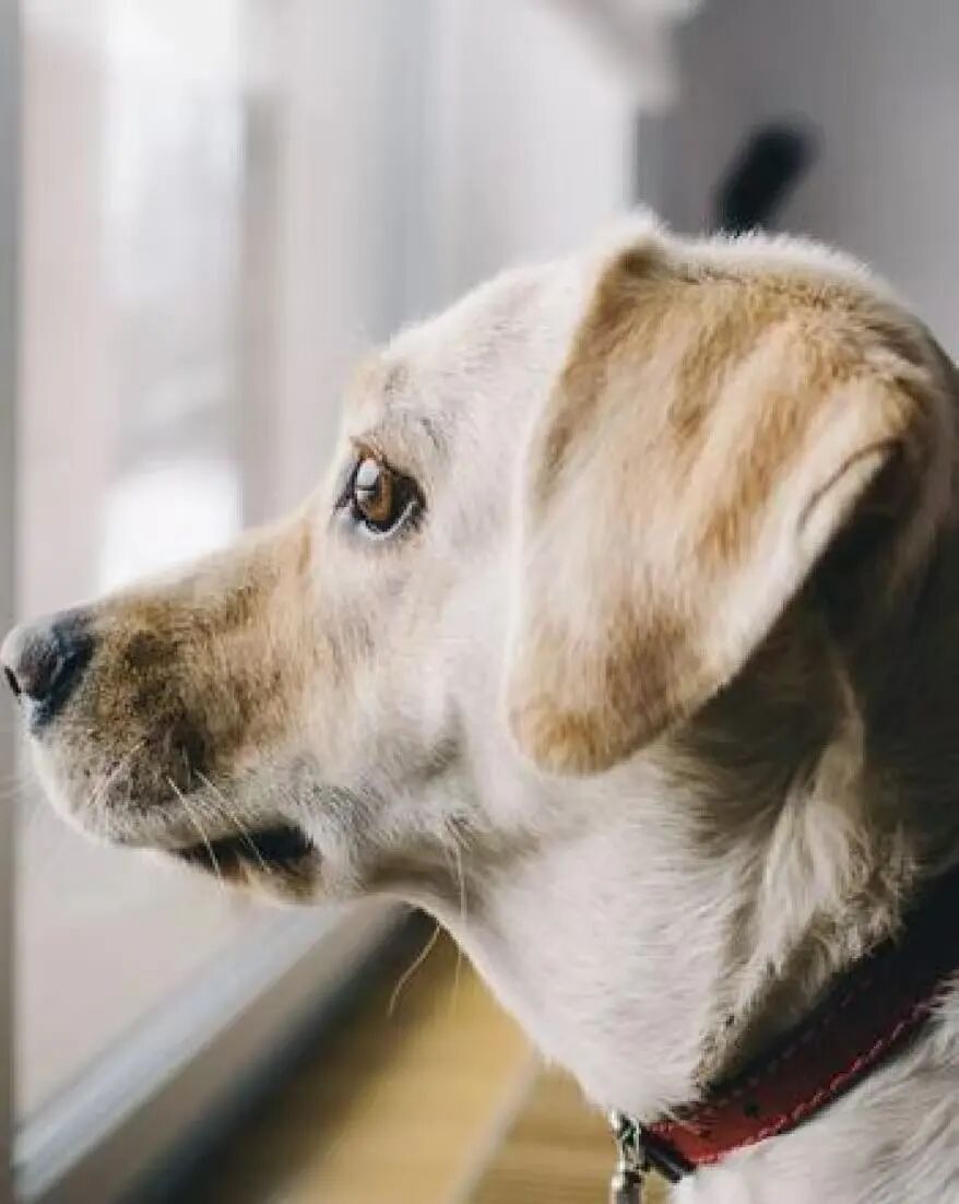 国庆留守在家的毛孩子