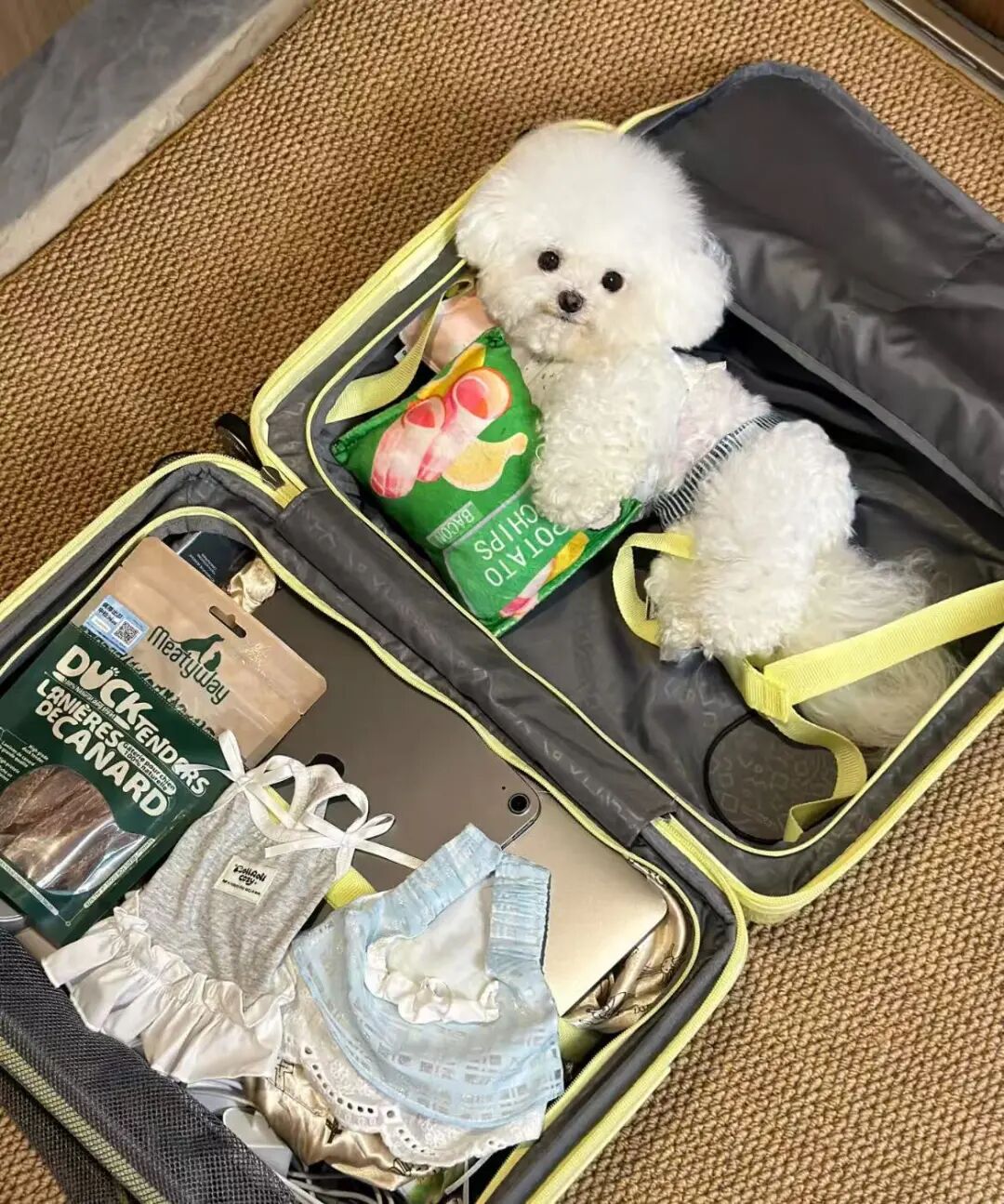 国庆留守在家的毛孩子