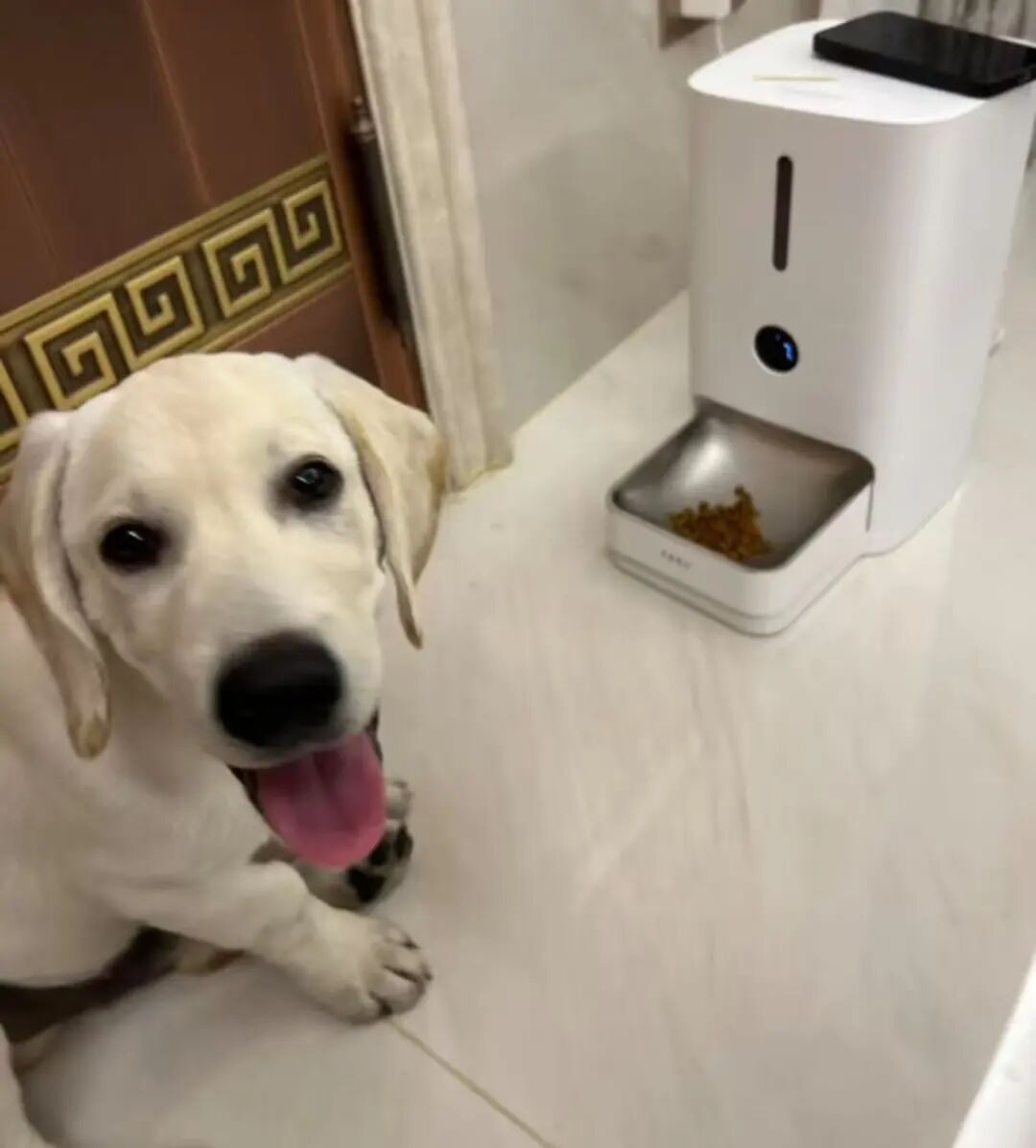 国庆留守在家的毛孩子