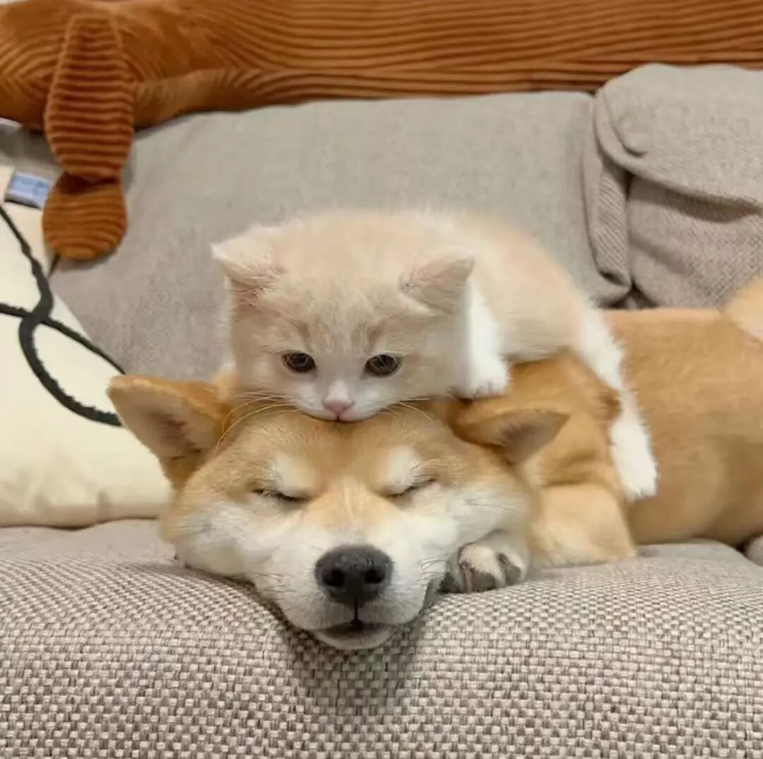 国庆留守在家的毛孩子