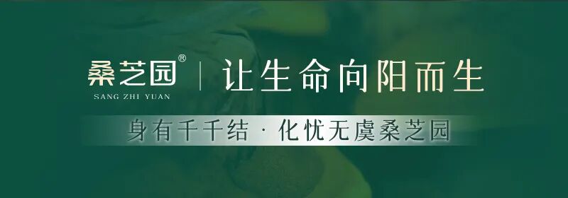 桑芝园｜以千年桑黄智慧，守护步履自由(图1)