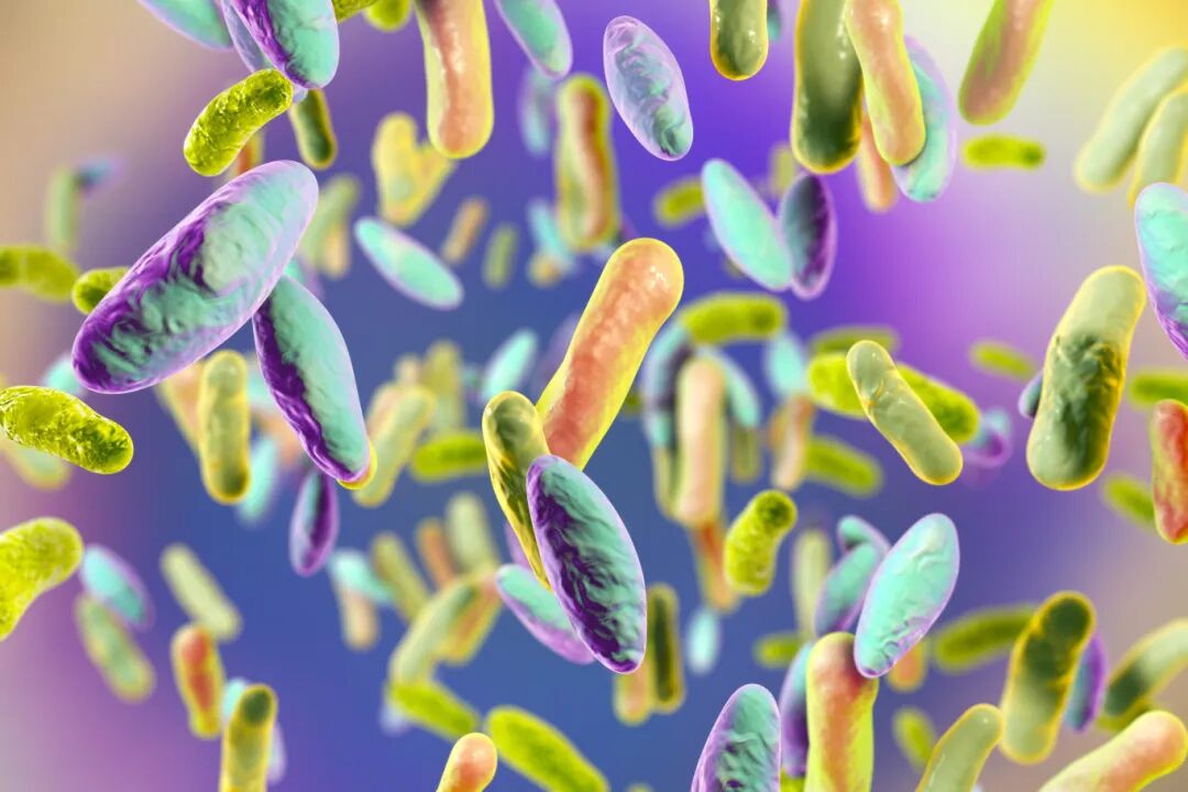 精准守护食品安全——冻干食品PCR致病菌检测全流程设备方案