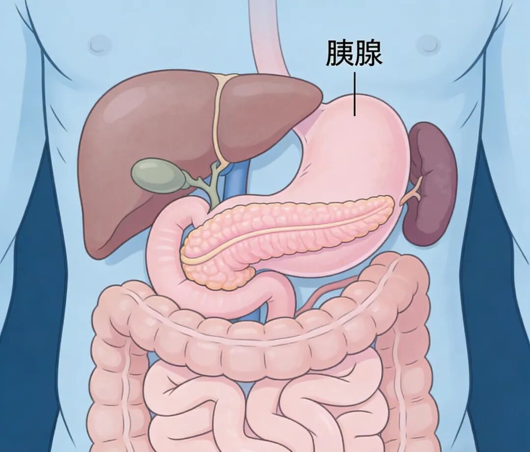 糖尿病只是开始？94%更高的胰腺癌风险，你必须知道