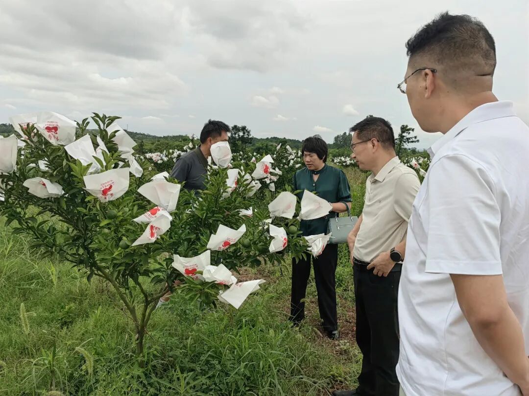 深化校企合作，共谋桑叶套种新篇章