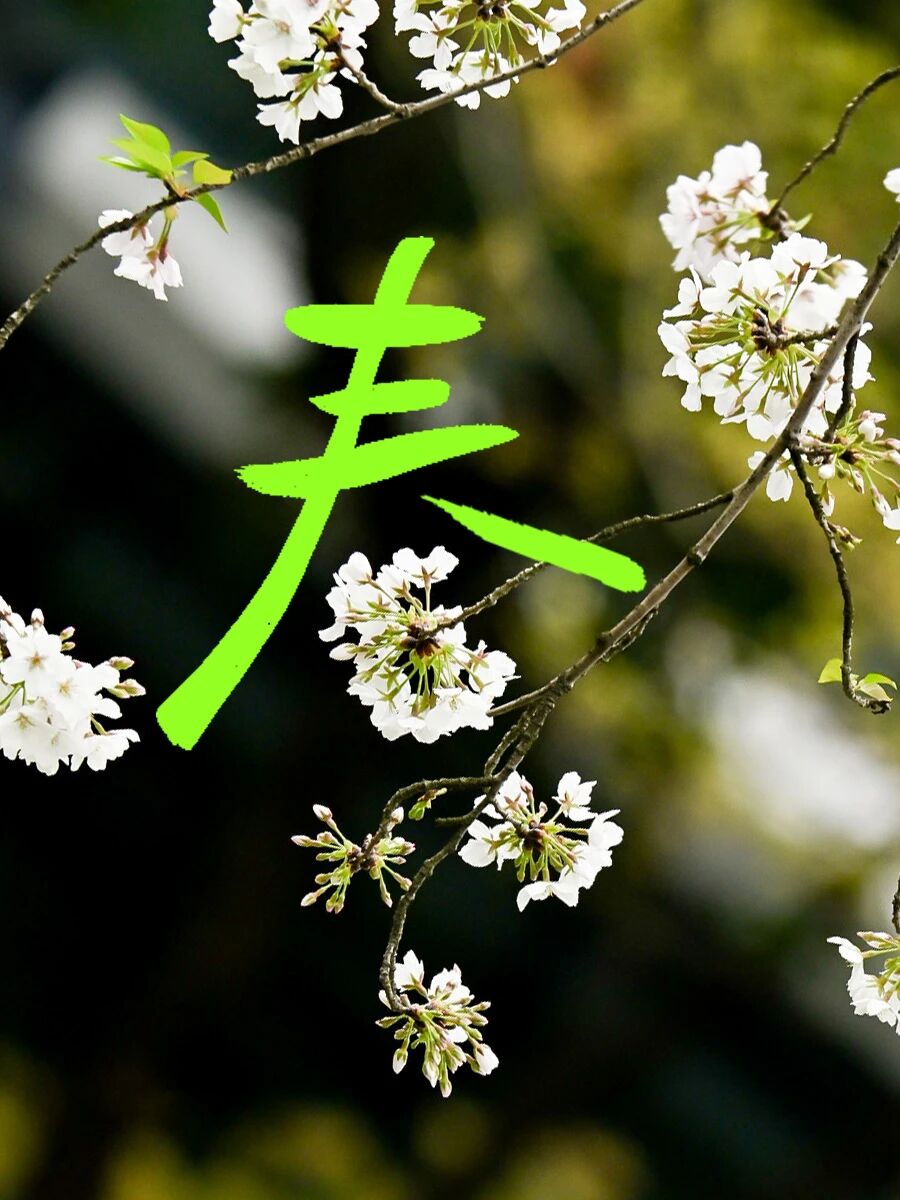 招聘公告图片