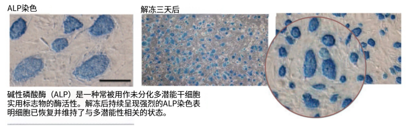 Bambanker細(xì)胞凍存液產(chǎn)品系列詳細(xì)介紹
