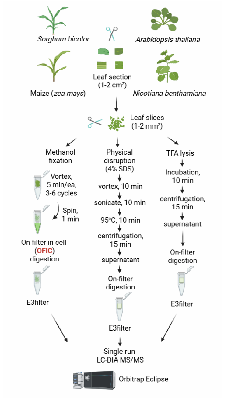 重大突破：“植物蛋白質(zhì)組學(xué)