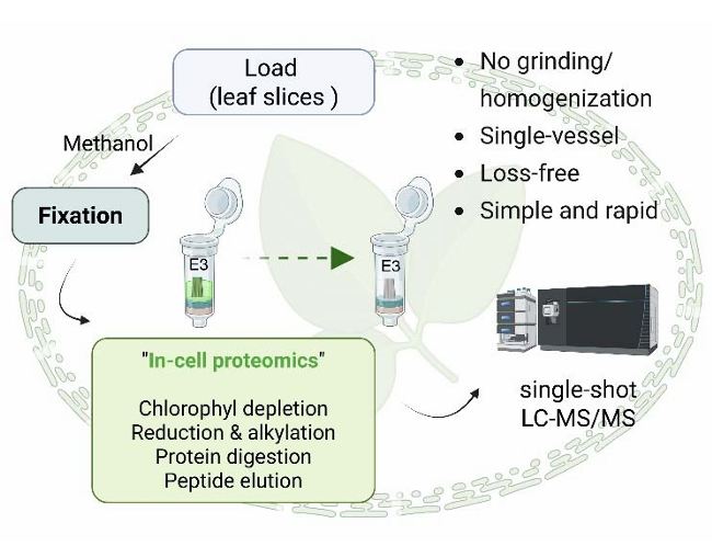 重大突破：“植物蛋白質(zhì)組學(xué)