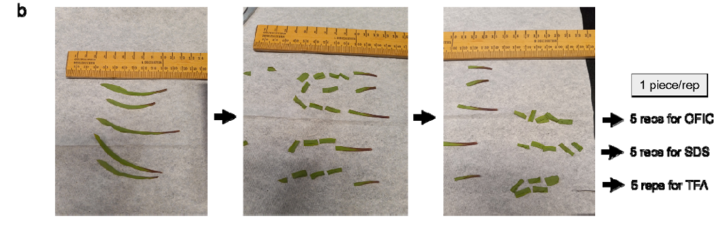 重大突破：“植物蛋白質(zhì)組學(xué)