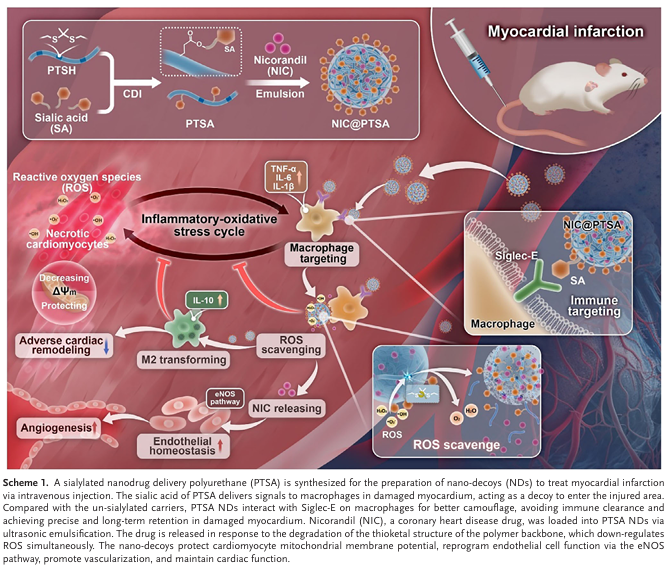 文獻(xiàn)解讀 | AFM：唾液酸化巨噬細(xì)胞納米誘餌緩解心肌梗死中的炎癥