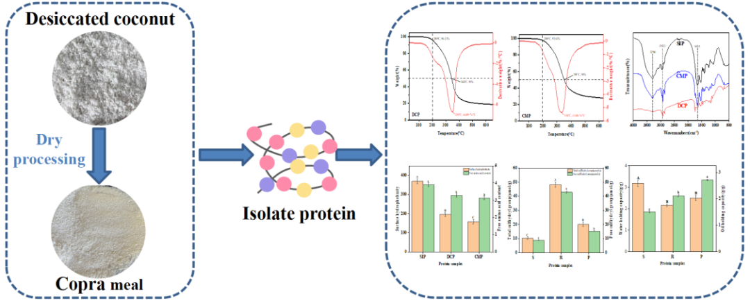 中國熱科院椰子所成果！國儀電鏡助力椰子油生產(chǎn)工藝研究