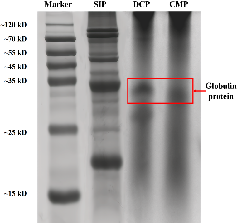 中國熱科院椰子所成果！國儀電鏡助力椰子油生產(chǎn)工藝研究