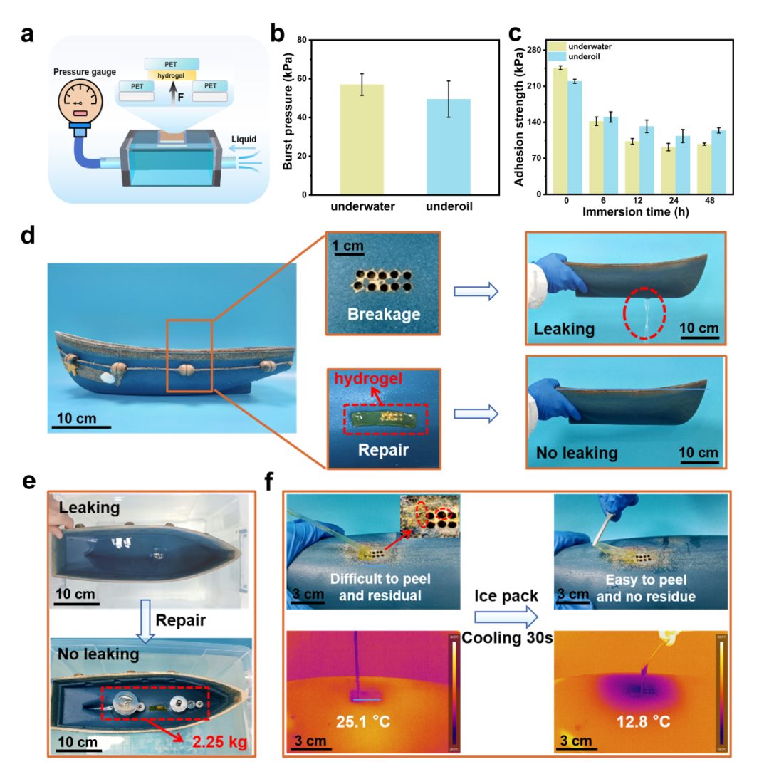 國儀電鏡助力PANC/T-Fe水凝膠在不同環境溫度下的微觀結構分析