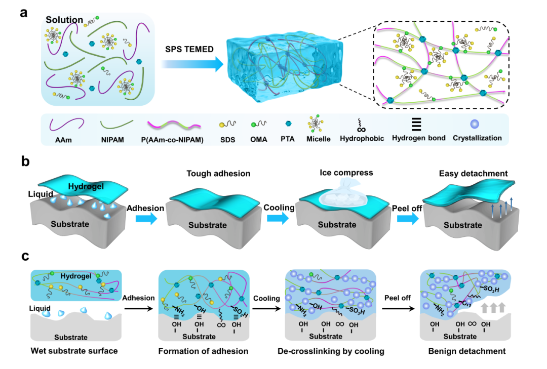 國儀電鏡助力PANC/T-Fe水凝膠在不同環境溫度下的微觀結構分析