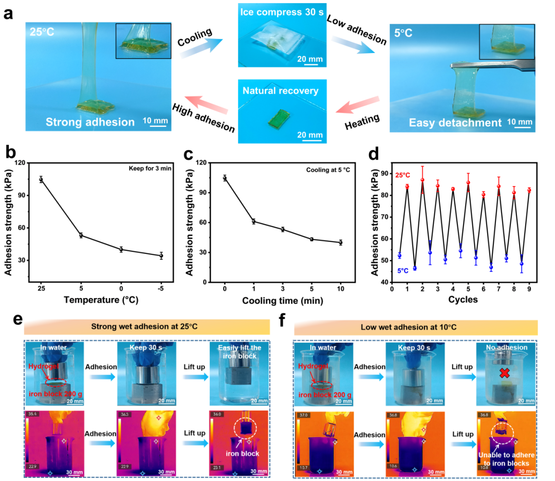 國儀電鏡助力PANC/T-Fe水凝膠在不同環境溫度下的微觀結構分析