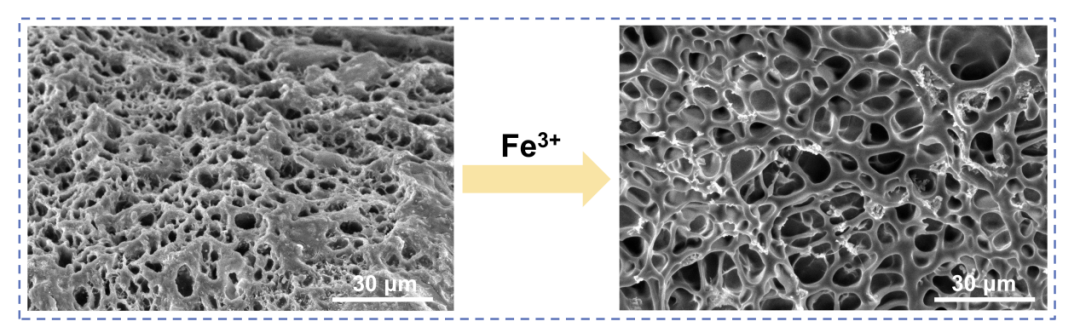 國儀電鏡助力PANC/T-Fe水凝膠在不同環境溫度下的微觀結構分析