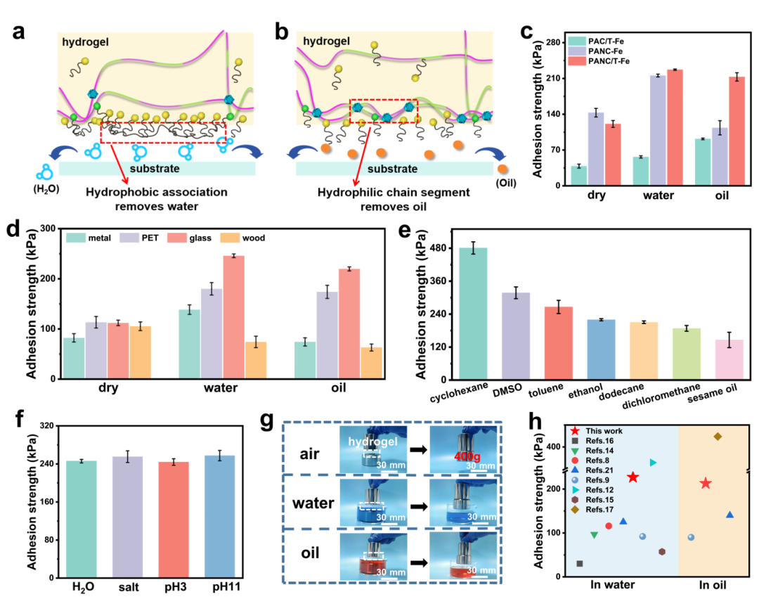 國儀電鏡助力PANC/T-Fe水凝膠在不同環境溫度下的微觀結構分析