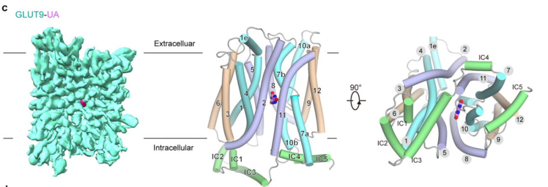 透視生命結(jié)構(gòu)之美，共探電子顯微新篇章