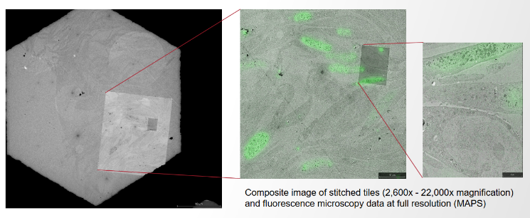 透視生命結(jié)構(gòu)之美，共探電子顯微新篇章