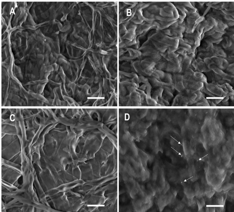 掃描電鏡首入藥典！賽默飛電鏡助力藥企研發(fā)-環(huán)掃篇