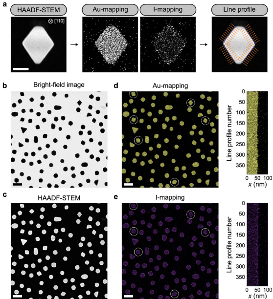 《Nature》最新研究集錦，看我們的用戶如何引領(lǐng)電鏡科技