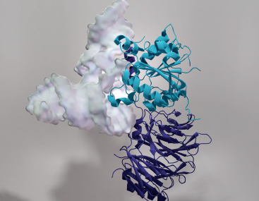 以電鏡視角切入神經(jīng)科學(xué)的跨尺度研究（三）癌癥、離子通道、感官受體研究