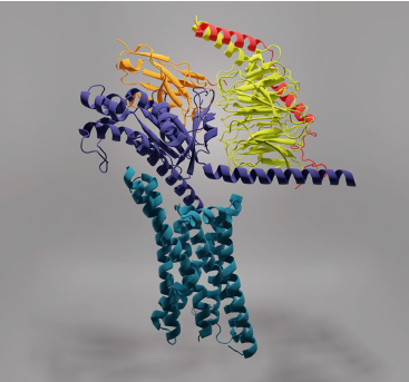 以電鏡視角切入神經(jīng)科學(xué)的跨尺度研究（三）癌癥、離子通道、感官受體研究