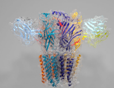 以電鏡視角切入神經(jīng)科學(xué)的跨尺度研究（三）癌癥、離子通道、感官受體研究