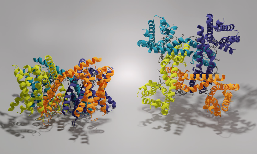 以電鏡視角切入神經(jīng)科學(xué)的跨尺度研究（三）癌癥、離子通道、感官受體研究