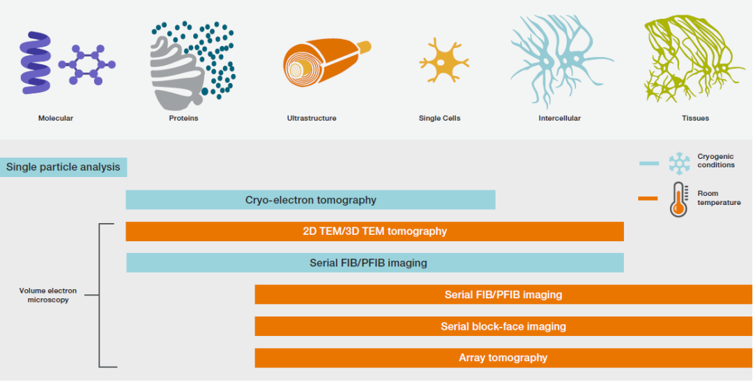 以電鏡視角切入神經(jīng)科學(xué)的跨尺度研究（三）癌癥、離子通道、感官受體研究