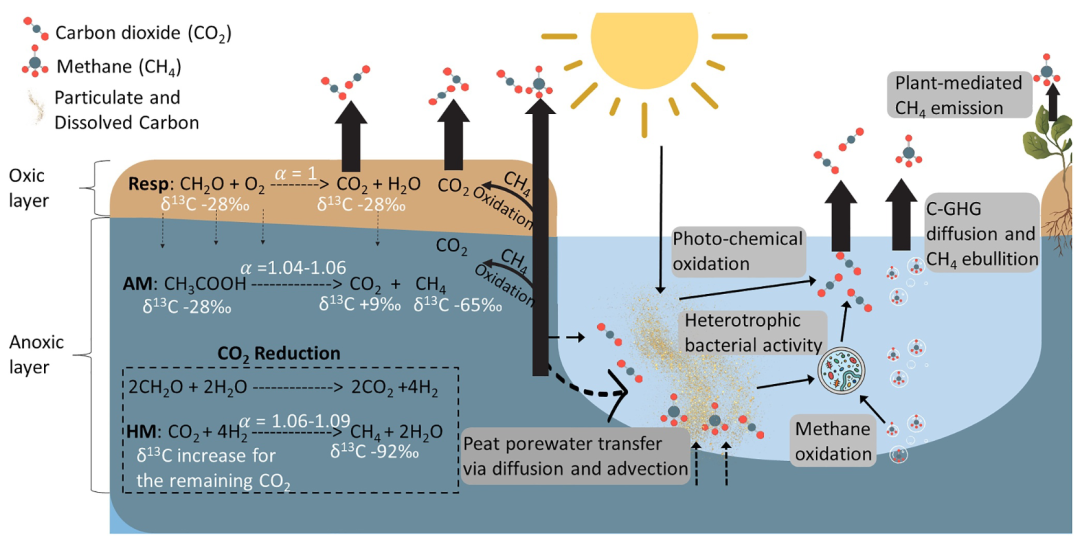 熱帶人工林泥炭地CH?與CO?的生成——排放路徑解析