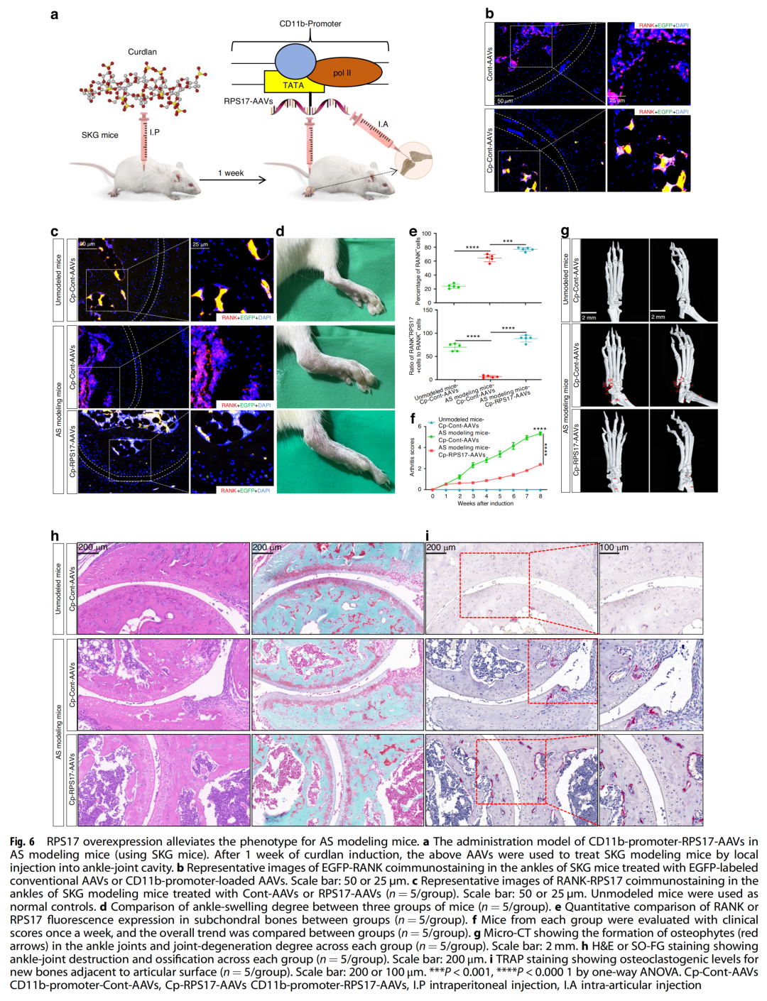 人外周破骨細胞前體發育模式