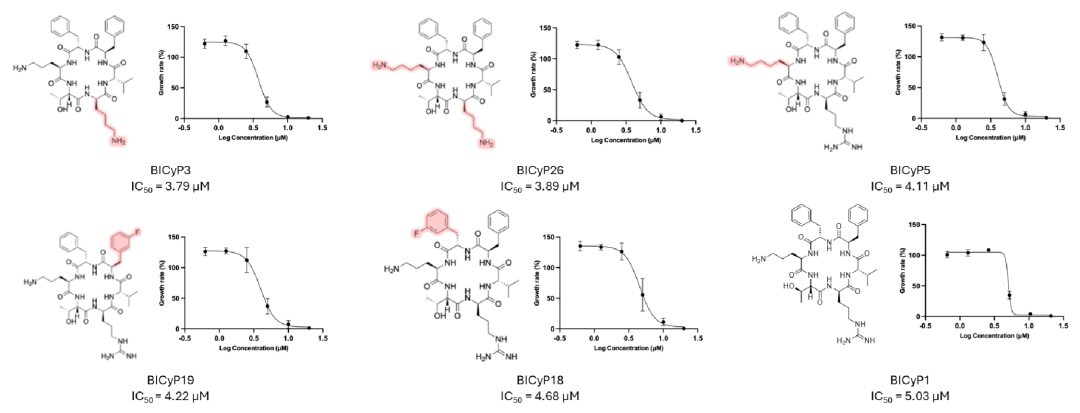 【热点速递】环肽药物研发新突破：发现抗“食脑变形虫”强效环肽