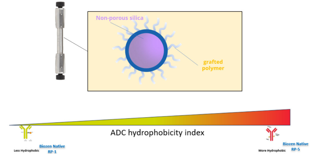 Biozen Native RP：抗体药物偶联物表征新变革