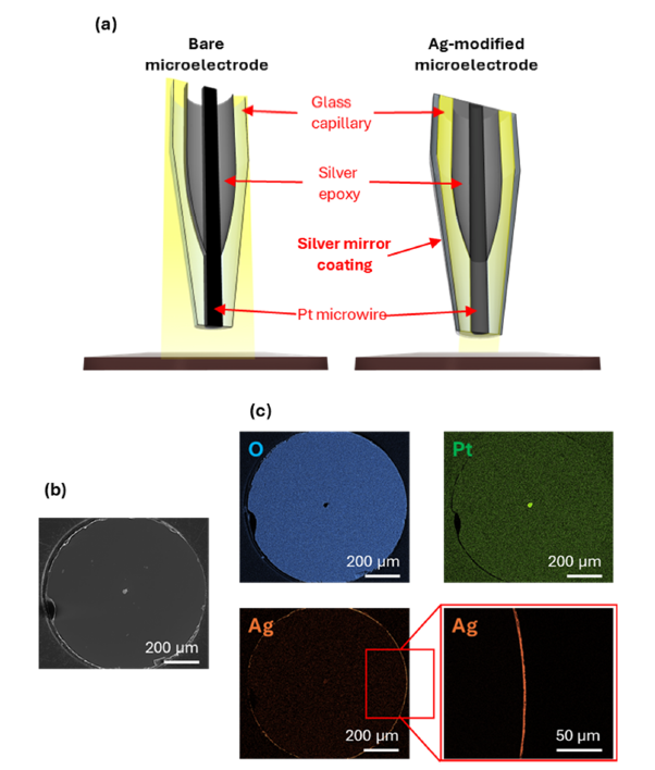 SECM 应用 | 精准 “透视