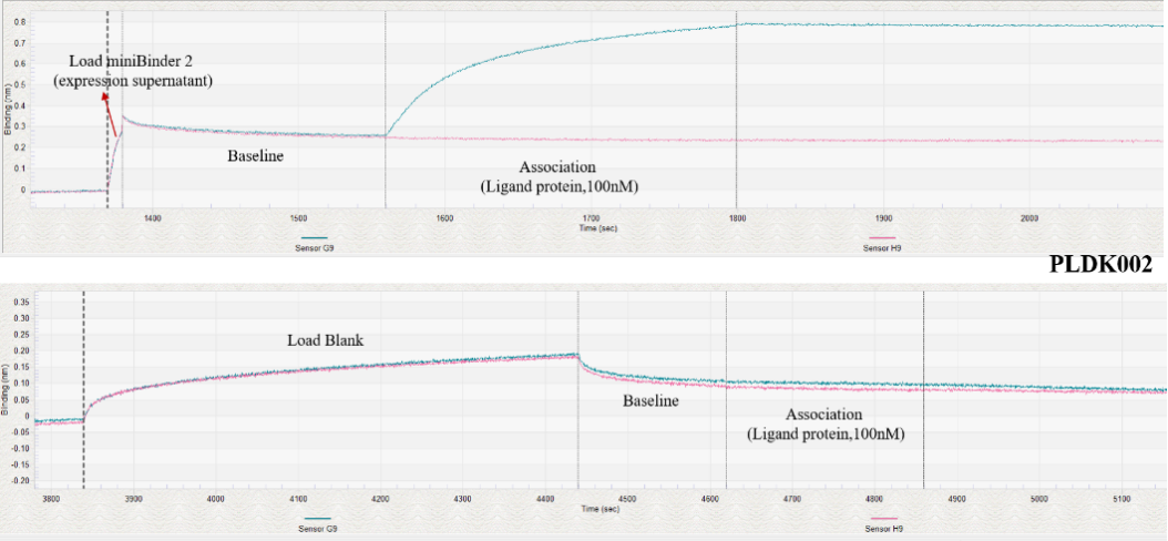 無細胞蛋白表達后零處理進行BLI(Biolayer Interferometry)
