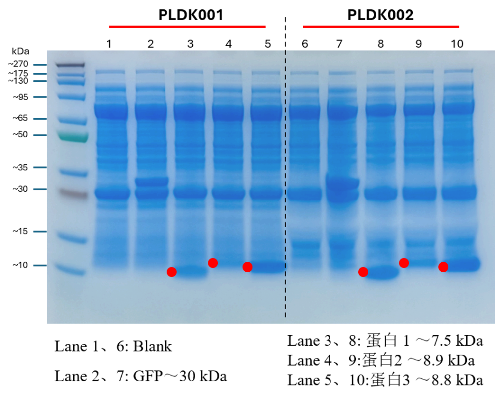 無細胞蛋白表達后零處理進行BLI(Biolayer Interferometry)