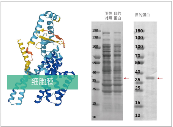 膜蛋白表达成功率接近100%？无细胞系统破解膜蛋白“表达魔<font class=