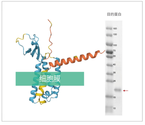 膜蛋白表达成功率接近100%？无细胞系统破解膜蛋白“表达魔<font class=