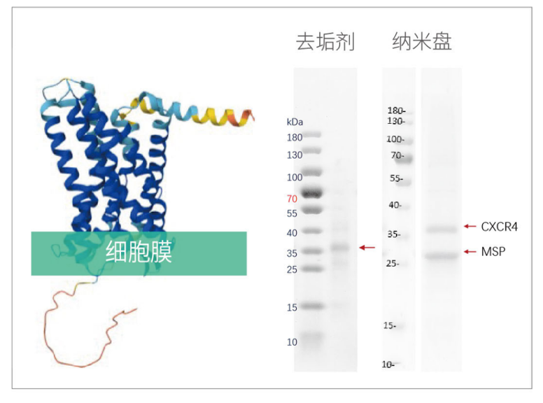 膜蛋白表达成功率接近100%？无细胞系统破解膜蛋白“表达魔<font class=