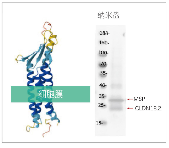 膜蛋白表达成功率接近100%？无细胞系统破解膜蛋白“表达魔<font class=
