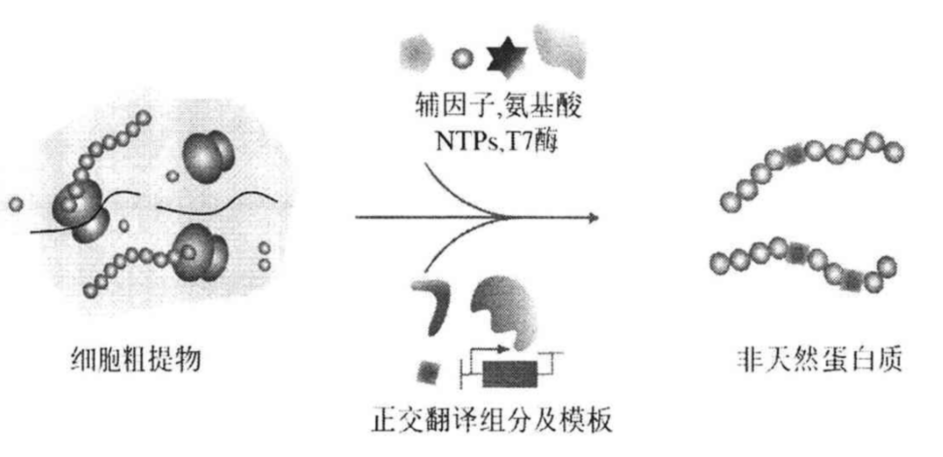 科研新寵：CFPS技術如何助力非天然氨基酸高效表達