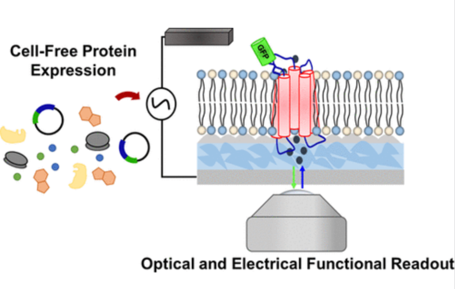 實驗室新潮流！CFPS技術(shù)讓蛋白質(zhì)研究更“嗨