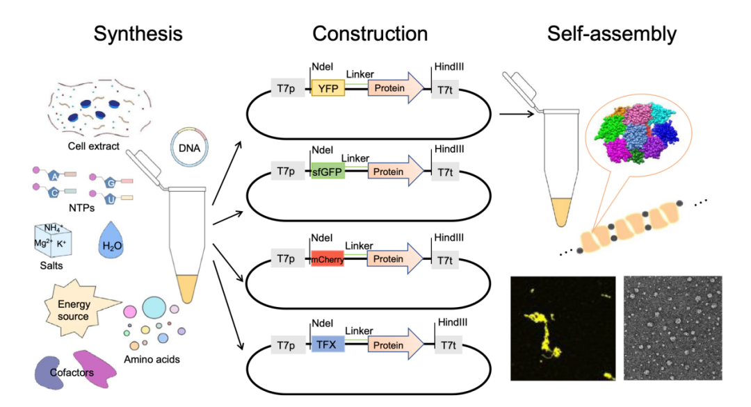 實驗室新潮流！CFPS技術(shù)讓蛋白質(zhì)研究更“嗨