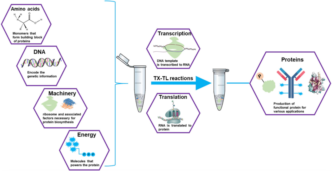 無細(xì)胞蛋白表達(dá)：突破傳統(tǒng)瓶頸，解鎖3大高難度蛋白應(yīng)用場景
