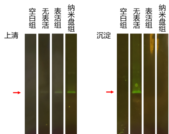 無細胞蛋白表達技術：破解難表達蛋白的密鑰