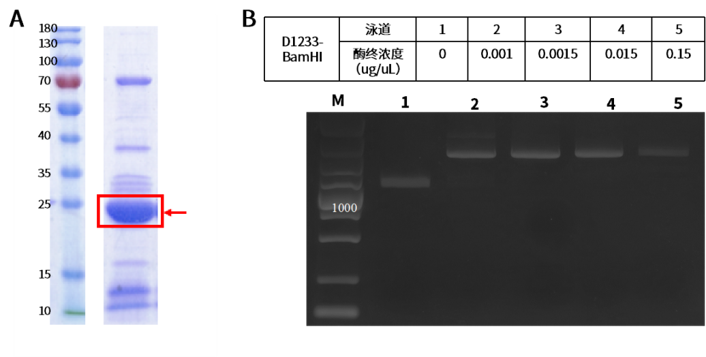 無細胞蛋白表達技術：破解難表達蛋白的密鑰