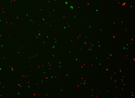 喜報(bào)丨IND獲批！瑞宏迪醫(yī)藥細(xì)胞治療藥物RGL-305注射液正式獲NMPA批準(zhǔn)臨床
